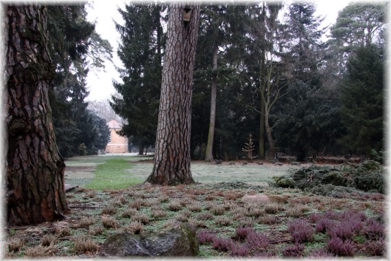 Zimowy poranek w Arboretum Kórnickim