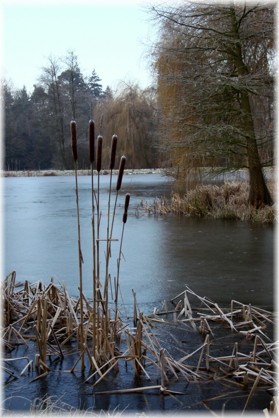 Zimowy poranek w Arboretum Kórnickim