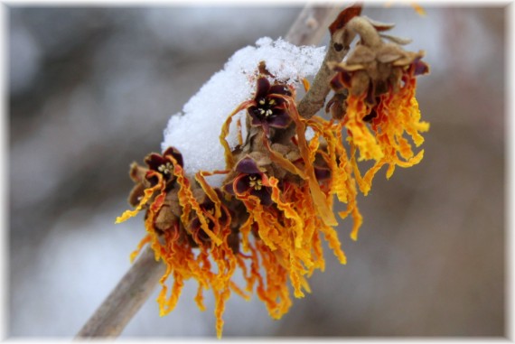 Oczar omszony - Hamamelis mollis