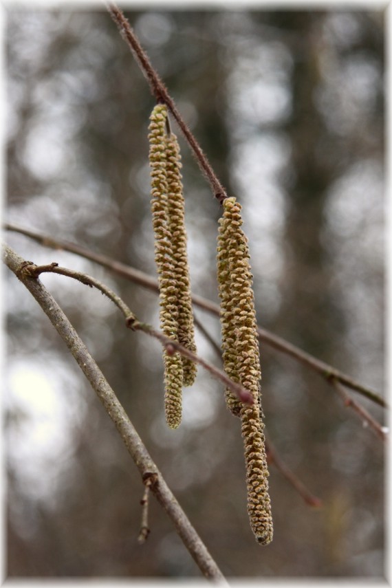 Leszczyna pospolita - Corylus avellana