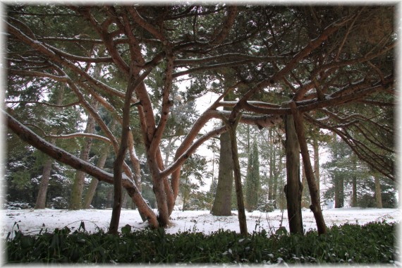 Sosna bośniacka - Pinus heldreichii