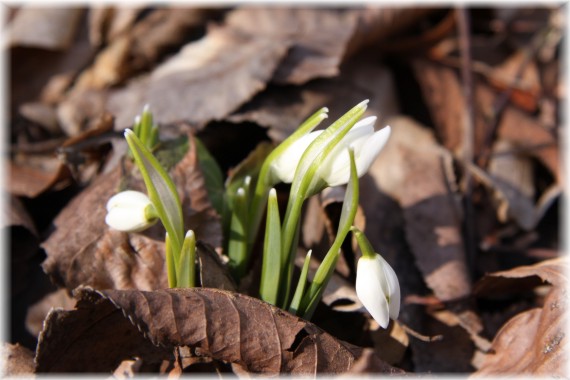 Śnieżyczka przebiśnieg - Galanthus nivalis