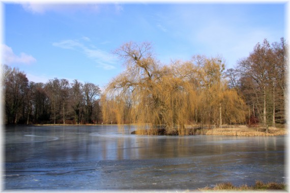 Wierzba płacząca - Salix xsepulcralis 'Chrysocoma'