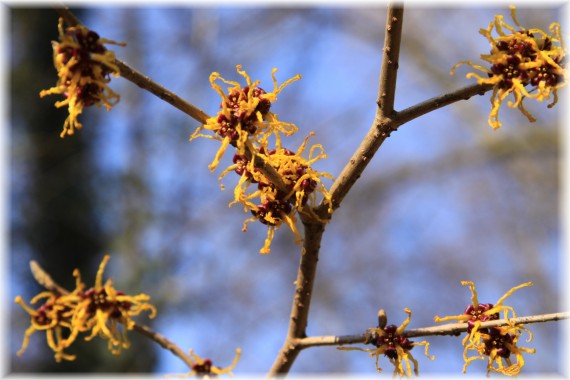 Oczar omszony - Hamamelis mollis