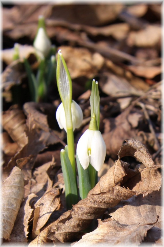 Śnieżyczka przebiśnieg - Galanthus nivalis