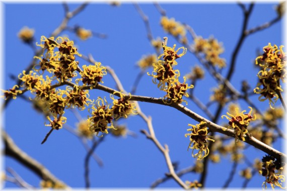 Oczar omszony - Hamamelis mollis