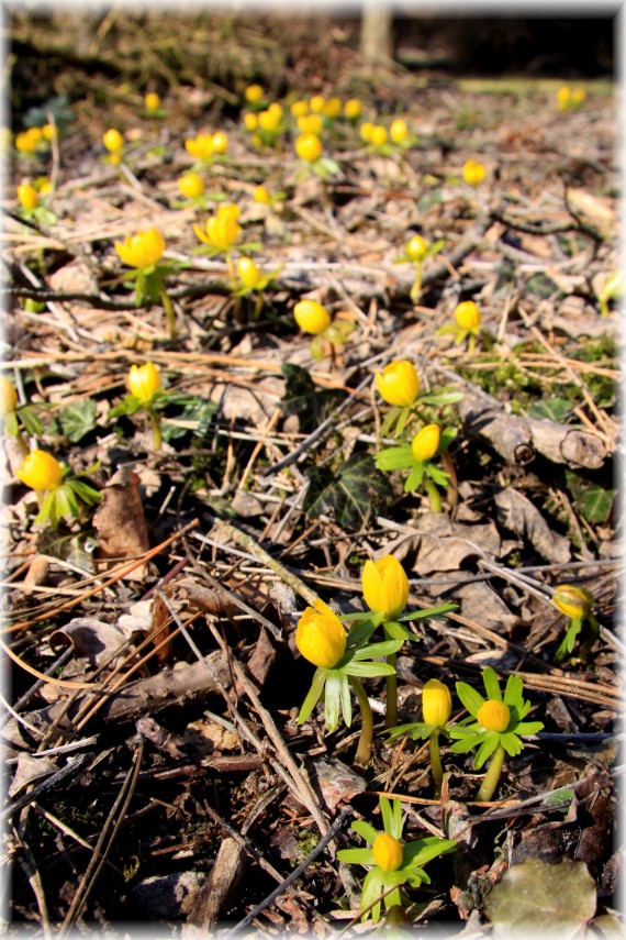 Rannik zimowy - Eranthis hyemalis