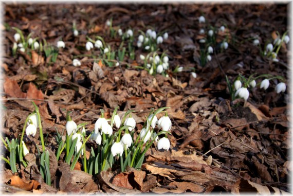 Śnieżyczka przebiśnieg - Galanthus nivalis