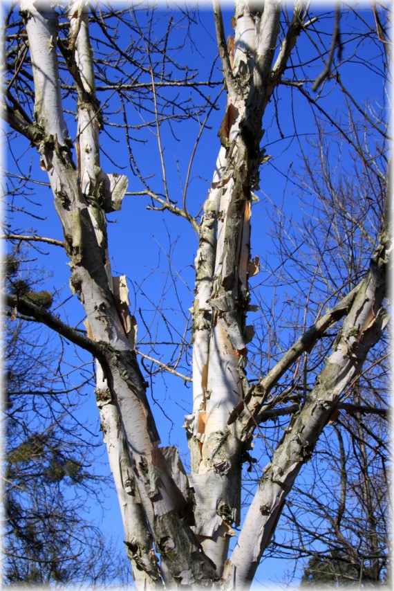 Brzoza Jacquemonta - Betula jacquemontii