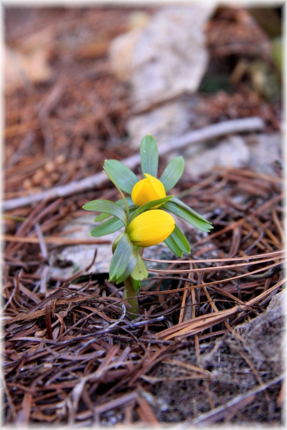 Rannik zimowy - Eranthis hyemalis