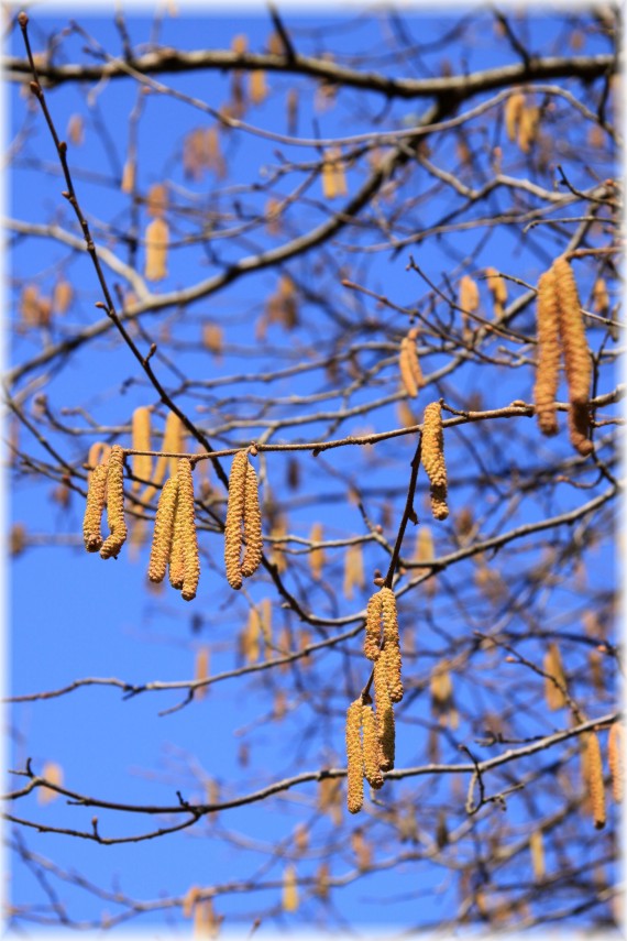 Leszczyna pospolita - Corylus avellana