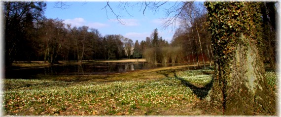 Śnieżyca wiosenna - Leucojum vernum