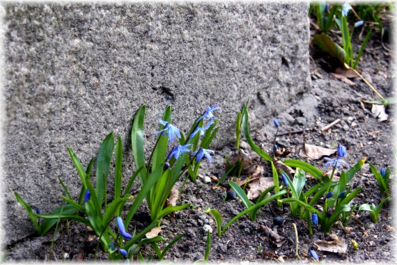 Cebulica syberyjska - Scilla siberica