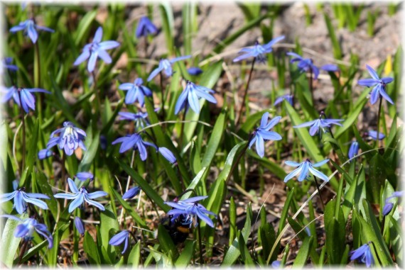 Cebulica syberyjska - Scilla siberica