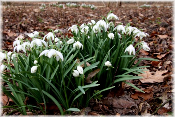 Śnieżyczka prebiśnieg - Galanthus nivalis