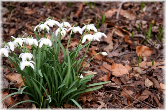 Śnieżyczka prebiśnieg - Galanthus nivalis