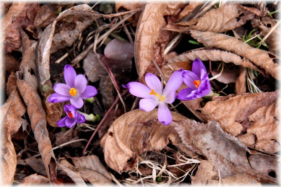 Krokus - Crocus sp.