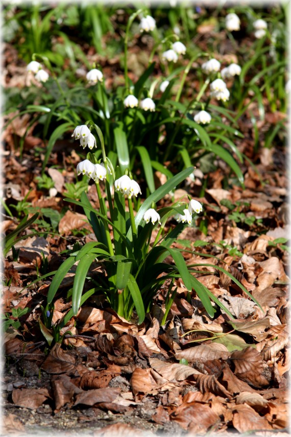 Śnieżyca wiosenna - Leucojum vernum