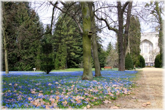 Kwitnące łany cebulicy syberyjskiej (Scilla siberica)