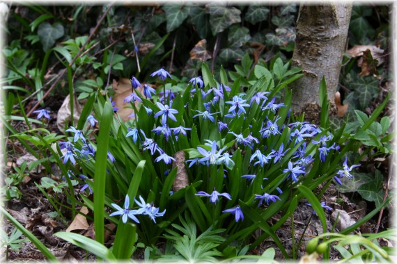 Cebulica syberyjska (Scilla siberica)