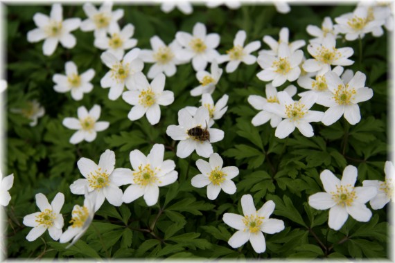 Zawilec gajowy (Anemone nemorosa)