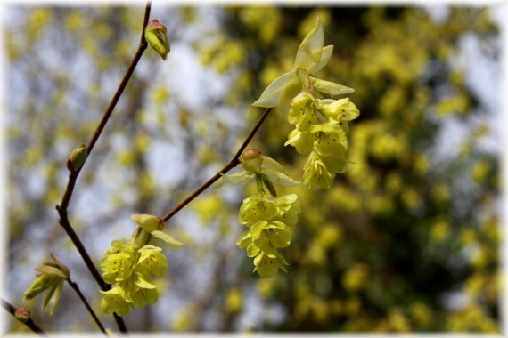 Leszczynowiec (Corylopsis sp.)