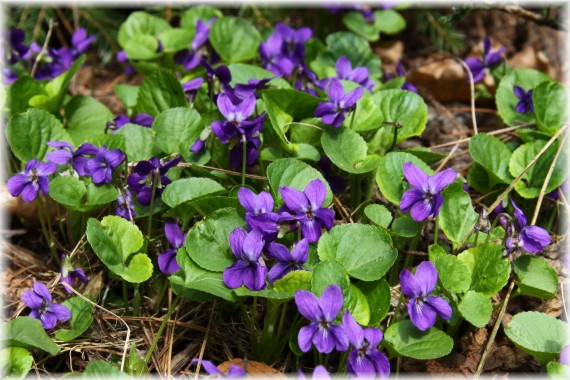 Fiołek wonny (Viola odorata)