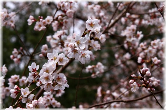 Wiśnia różowa (Prunus subhirtella)