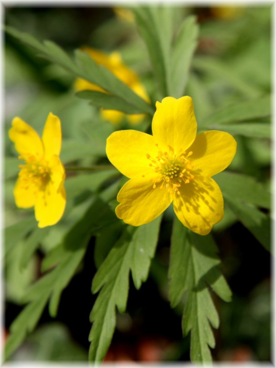 Zawilec żółty (Anemone ranunculoides)