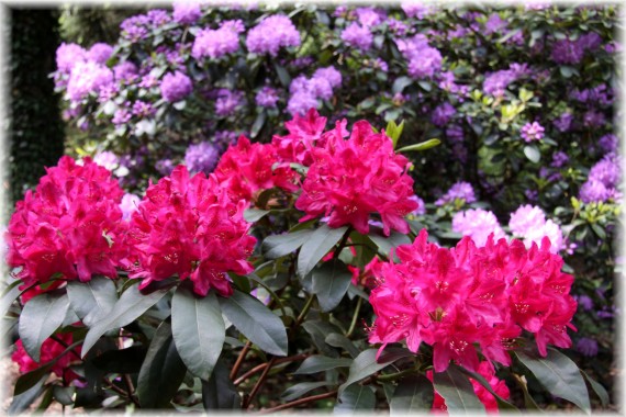 Różanecznik - Rhododendron 'Nova Zembla'