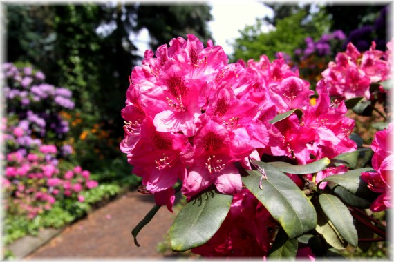 Różanecznik - Rhododendron 'Van Weerden Poelman'