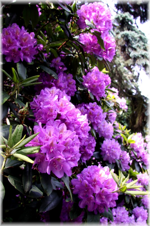 Różanecznik - Rhododendron 'Lee's Dark Purple'