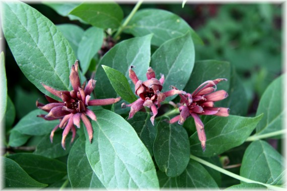 Kielichowiec plenny - Calycanthus fertilis
