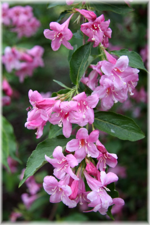 Krzewuszka - Weigela sp.