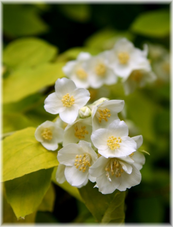 Jaśminowiec wonny - Philadelphus coronarius 'Aureus'
