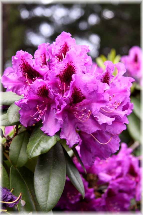Różanecznik - Rhododendron 'Azurro'