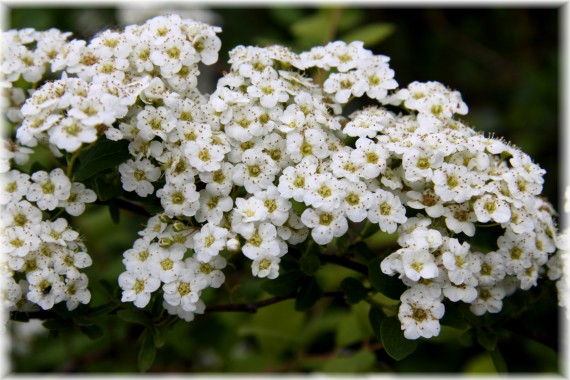 Tawuła - Spiraea sp.