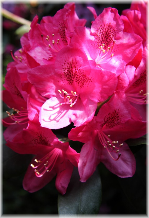 Różanecznik - Rhododendron 'Van Weerden Poelman'