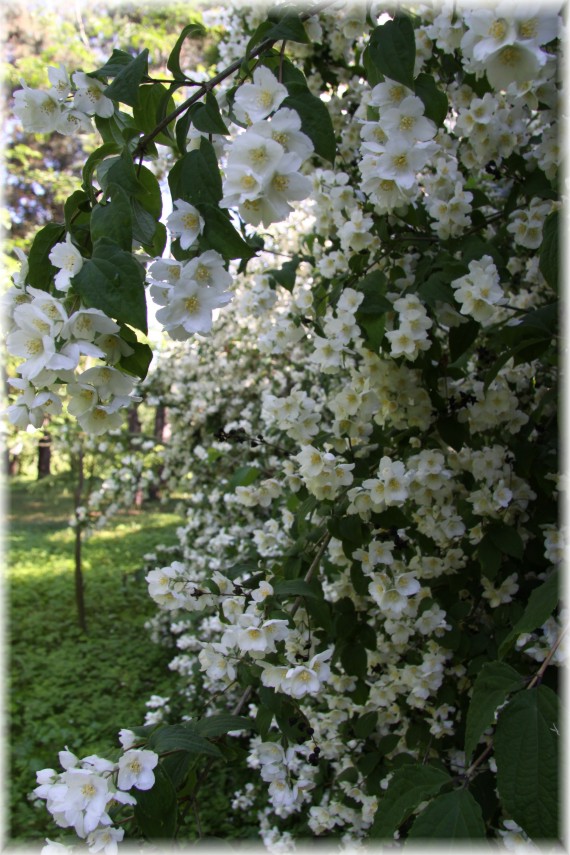 Jaśminowiec - Philadelphus sp.