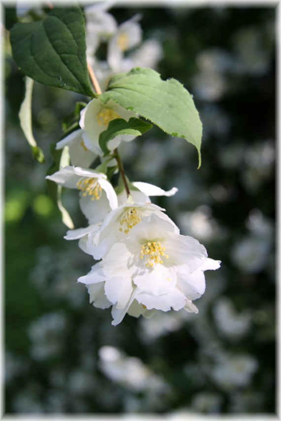 Jaśminowiec - Philadelphus sp.