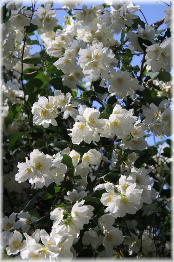 Jaśminowiec - Philadelphus sp.