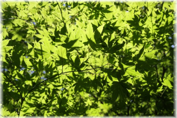 Klon Shirasawy - Acer shirasawanum