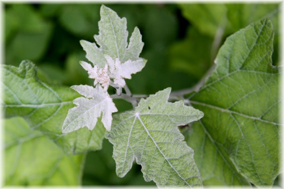 Topola biała - Populus alba