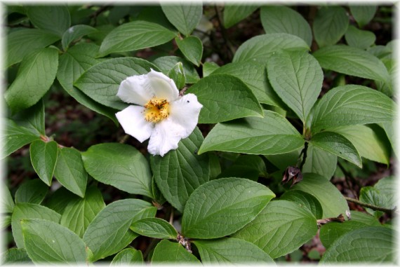 Stewarcja kameliowata - Stewartia pseudocamellia