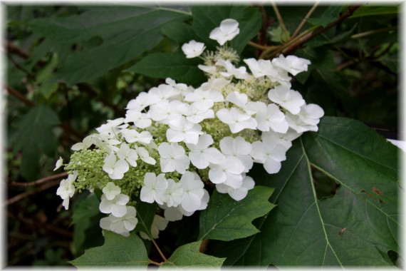 Hortensja dębolistna - Hydrangea quercifolia