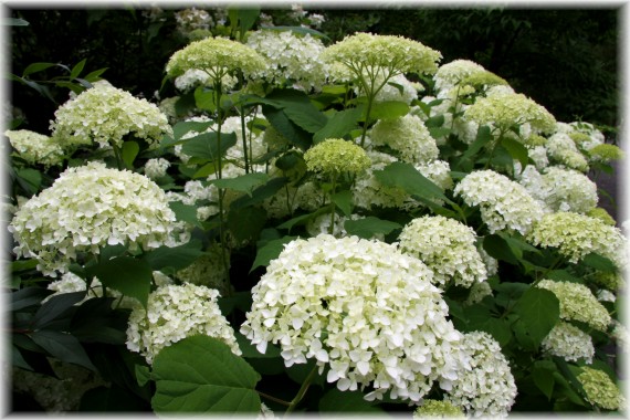 Hortensja krzewiasta 'Anabelle' - Hydrangea arborescens 'Anabelle'