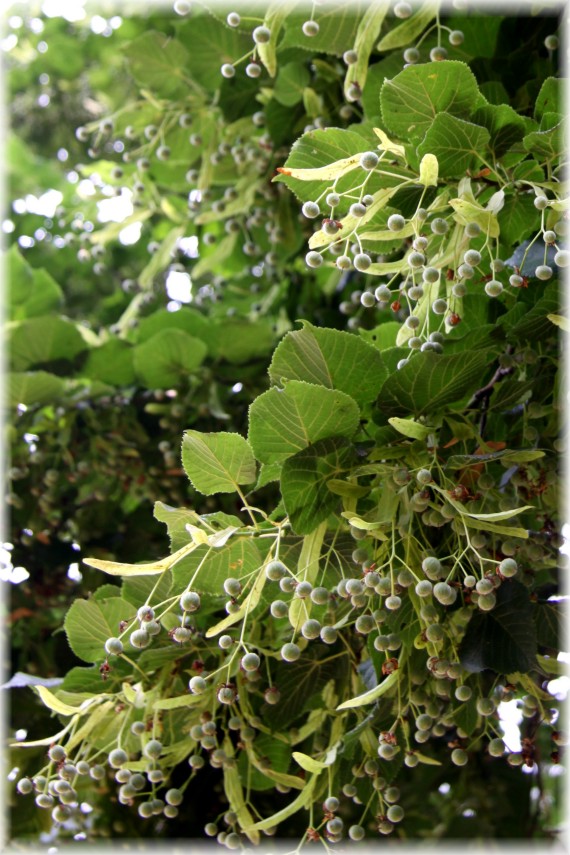 Lipa szerokolistna - Tilia platyphyllos