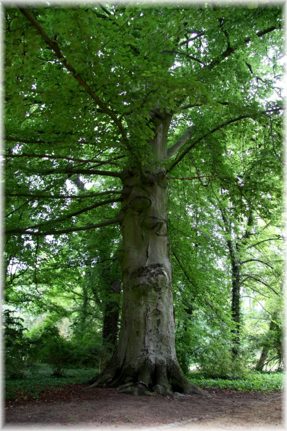 Buk zwyczajny - Fagus sylvatica