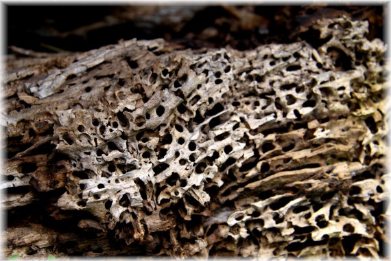 Rozkładające się drewno topoli