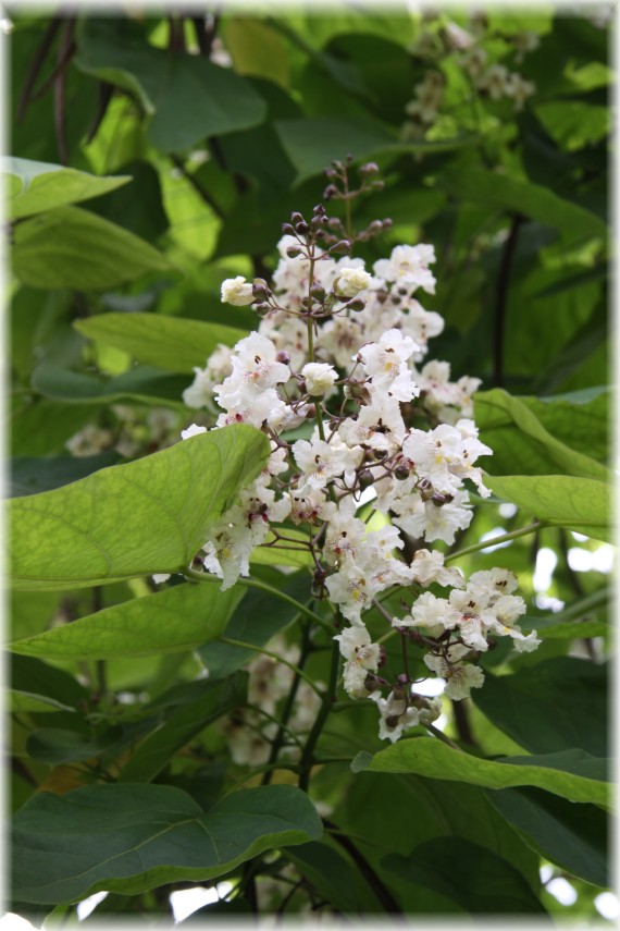 Surmia - Catalpa sp.